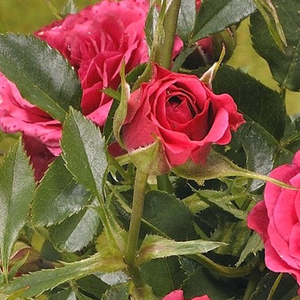 Poзa Лаймсфойер - розовая - Почвопокровная роза 